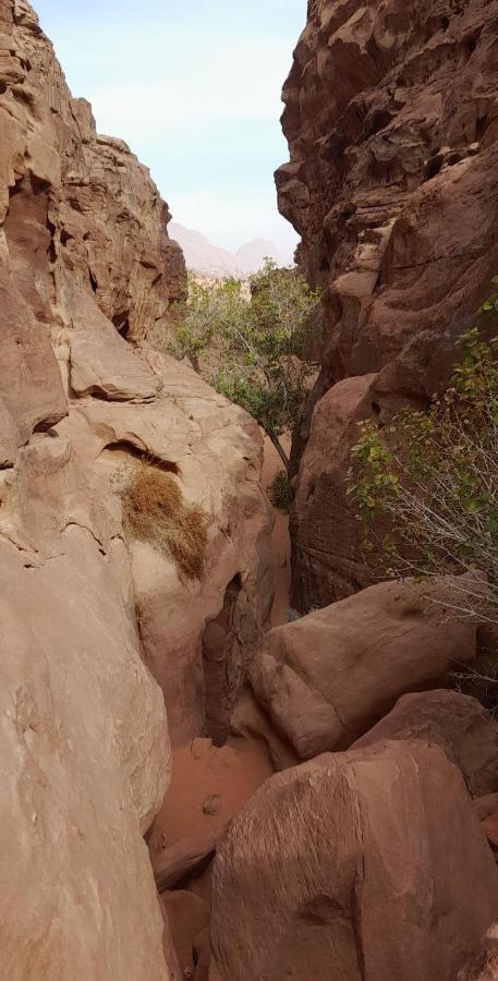 Wadi Rum Camels Camp Exterior photo